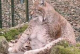       lynx